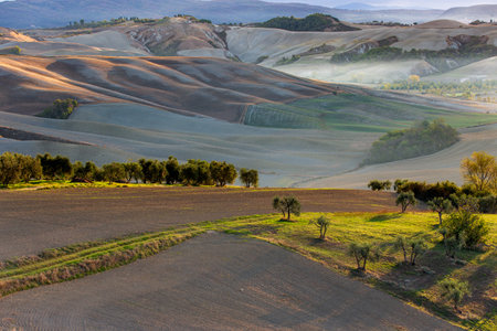 .A landscape with a tree and plowed fields illuminated by the morning sunの写真素材