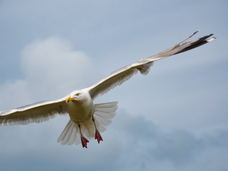 herring gull (Larus argentatus) in flightの写真素材
