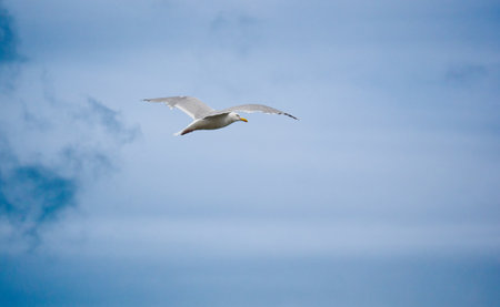 herring gull (Larus argentatus) in flightの写真素材