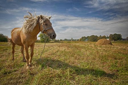 Lonely horse on the fieldの写真素材