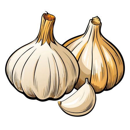 Garlic vector illustration. Isolated on white background. Vector illustration.の素材