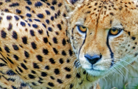 Close up of Cheetahの写真素材