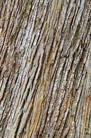 Close up of tree barkの写真素材