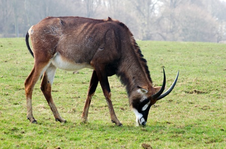 Roan Antelope grazingの写真素材