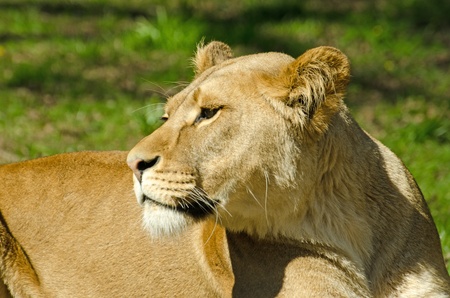 Lionessの写真素材