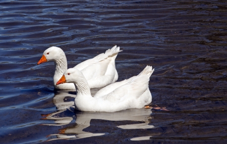 Two white geese swimmingの写真素材