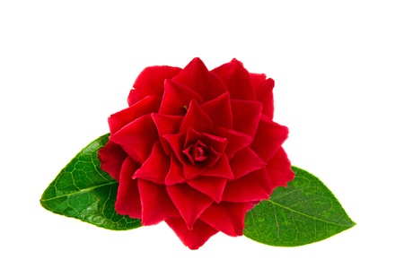 Red Camellia isolatedの写真素材