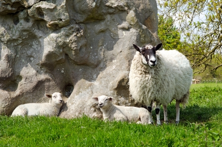 Lambs with ewe sheepの写真素材
