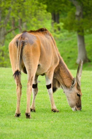 Young Eland antelopeの写真素材