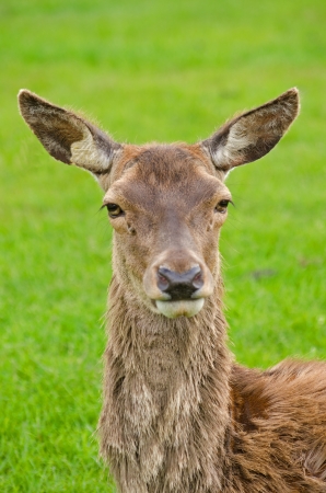 Female red deerの写真素材