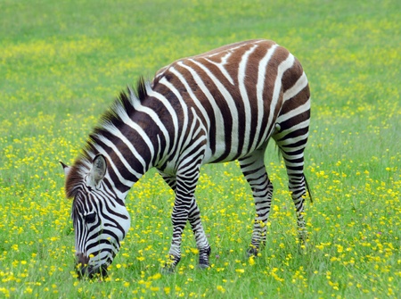 Grants Zebraの写真素材