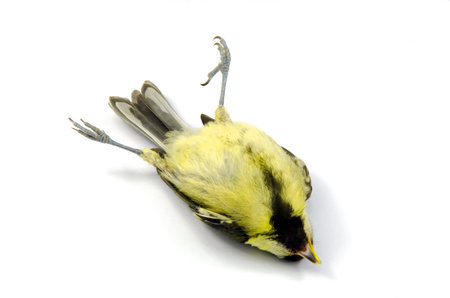close up of a deceased blue tit