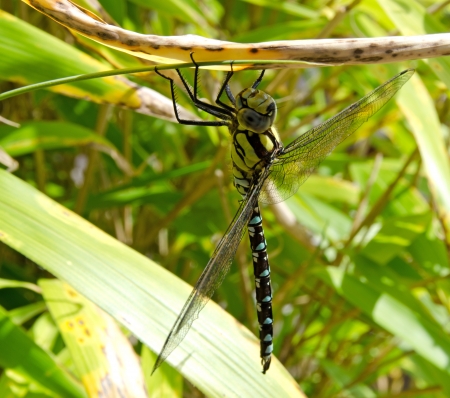 Dragonfly resting on a bamboo leafの写真素材