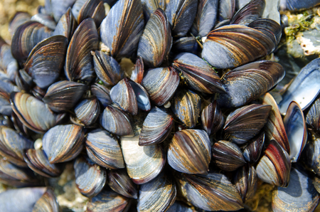 A colony of sea musselsの写真素材