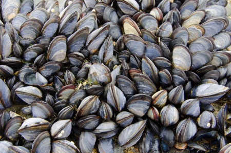 A colony of sea musselsの写真素材