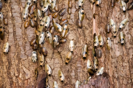 Cockroaches on tree barkの写真素材
