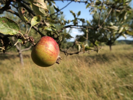 Apple on treeの写真素材