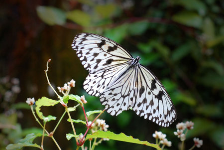 Beautiful Balck and White Butterfly