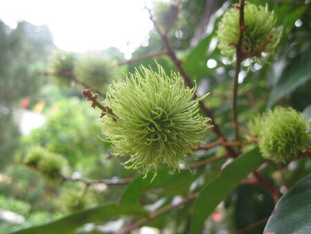 Rambutan in Greenの写真素材
