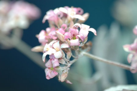 Little pink white flowersの写真素材