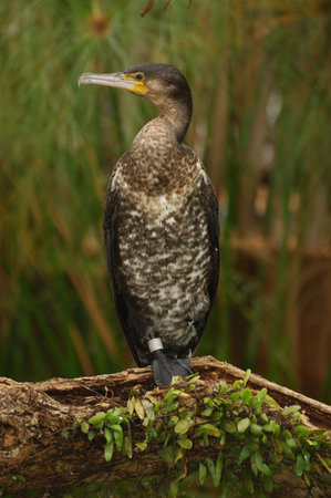 The Small Size of Razobill Bird