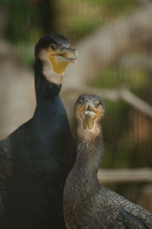 Duck Look Birdの写真素材