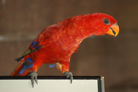 The Red Cute Parrot
