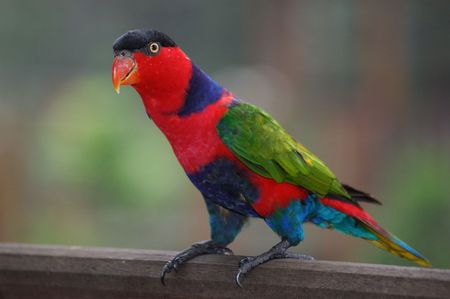 Colorful Parrot in bird parkの写真素材