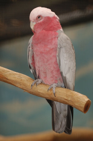 The Serious Look Pink Bird
