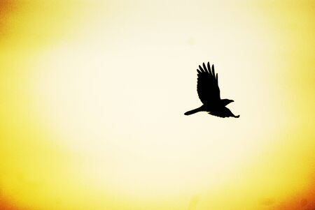 The Flying Birdの写真素材