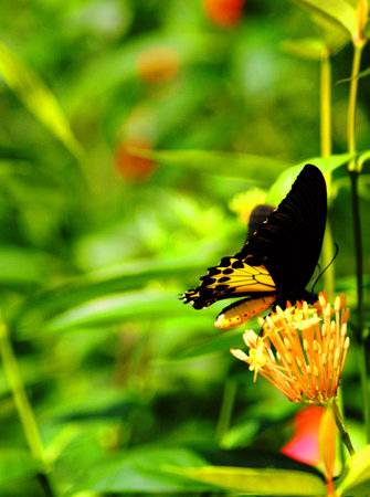 The Black Yellow Butterfly