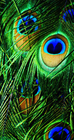 The Art of Beauty