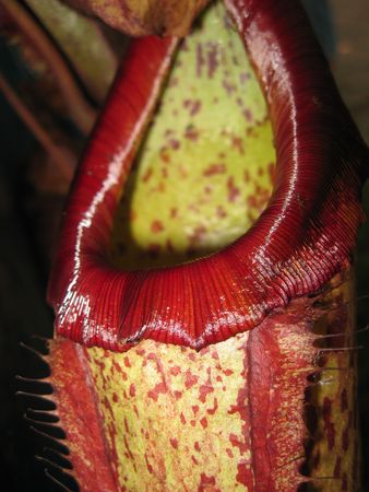 carnivorous plantsの写真素材