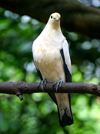 The Pigeon Birdの写真素材