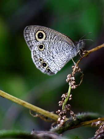 The Butterflyの写真素材