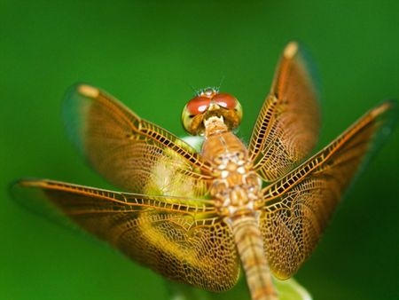 Flying Dragon Flyの写真素材