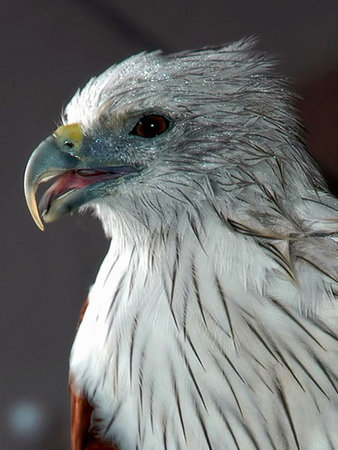 The Eagle