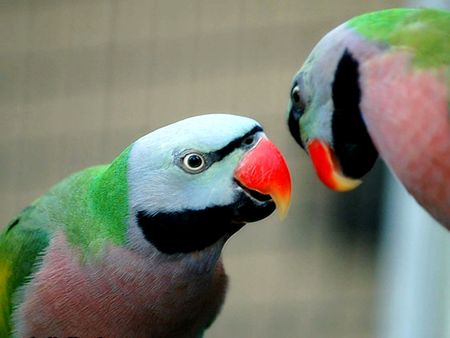 The Parot Bird in Zooの写真素材