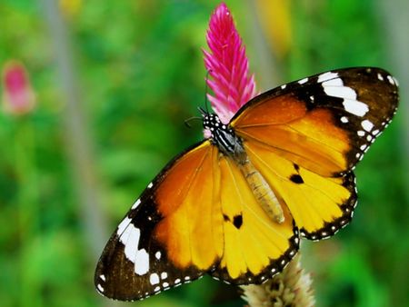 Colorful Butterflyの写真素材