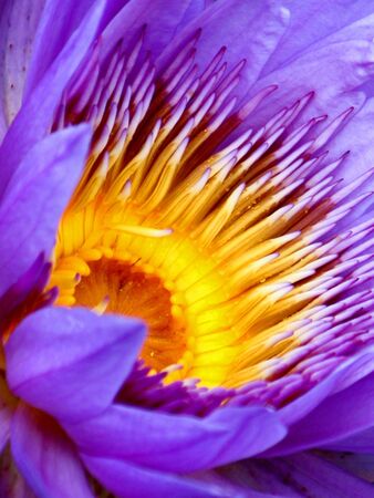 Lotus in Deepの写真素材