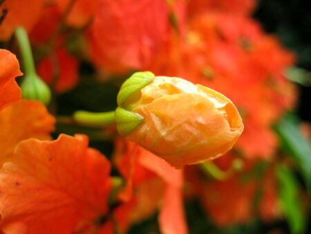 The Start Growing Bloosom Orange Color Flowersの写真素材