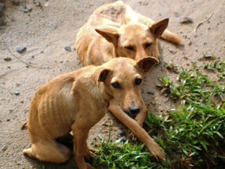 Pity Hungry Dogs
