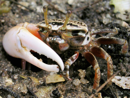 The Crab