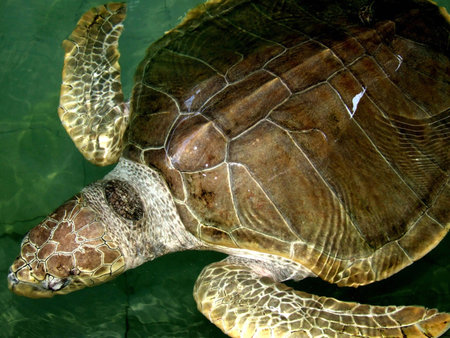 The Sea Turtle