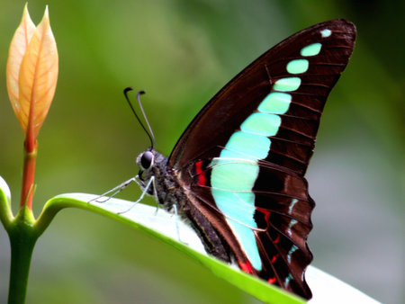 The Beautiful Butterfly