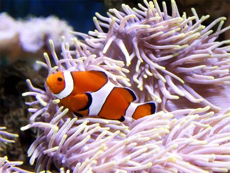 Memo Fish in the Big Aquariumの写真素材
