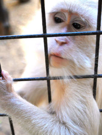 White Monkey in the ZOO