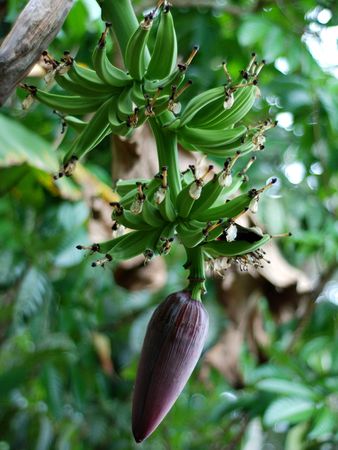 Green Banana on Treeの写真素材
