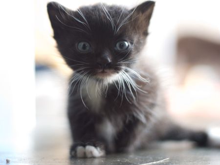 Cute Little Kittenの写真素材