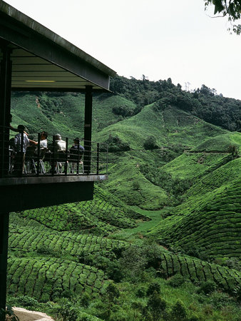 The Tea World and Tea Time Shopの写真素材